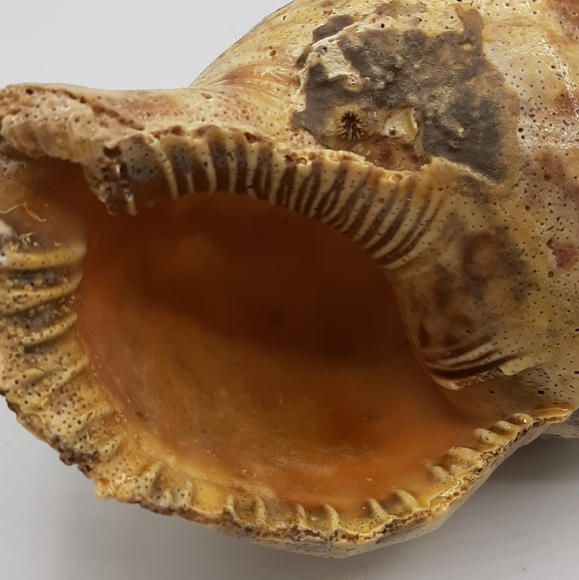 Tritons Trumpet CHARONIA TRITONIS 8 1/2" Natural Shell Large Home Decor - Picture 6 of 7